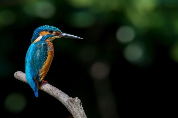Kingfisher die op een tak zit