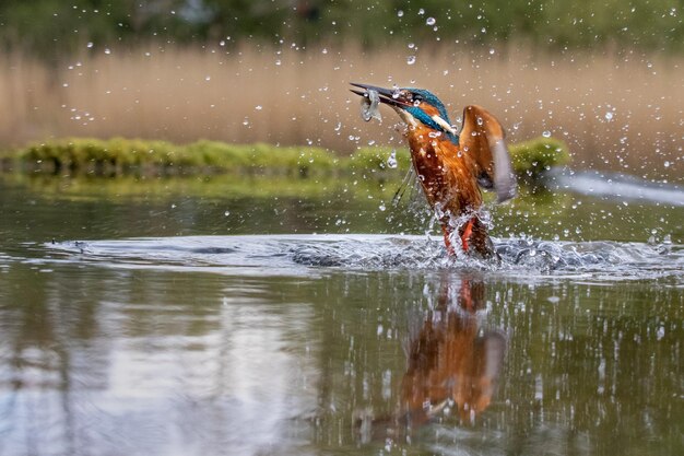 Foto kingfisher che caccia pesci nel lago