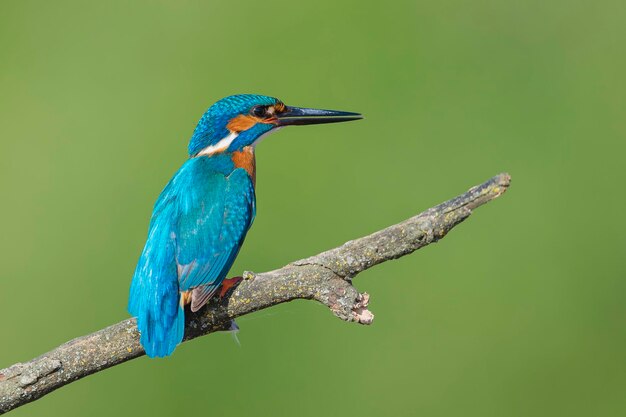 Kingfisher man alcedo atthis malaga spanje