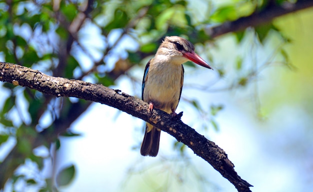 Kingfisher perched on branch