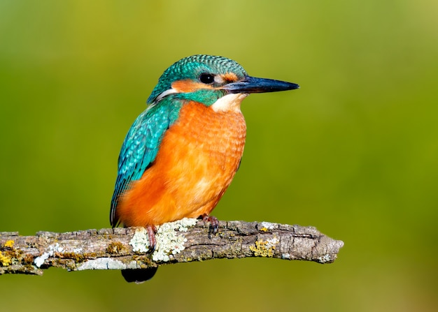 Foto il martin pescatore si è appollaiato su una filiale