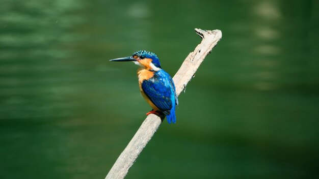 Foto kingfisher appoggiato su un ramo contro il fiume