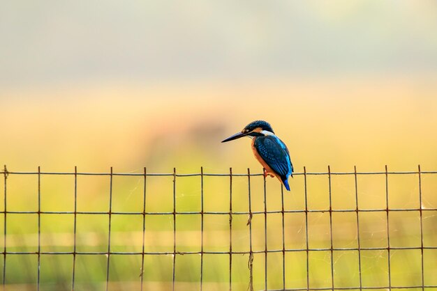 Kingfisher perching on fence