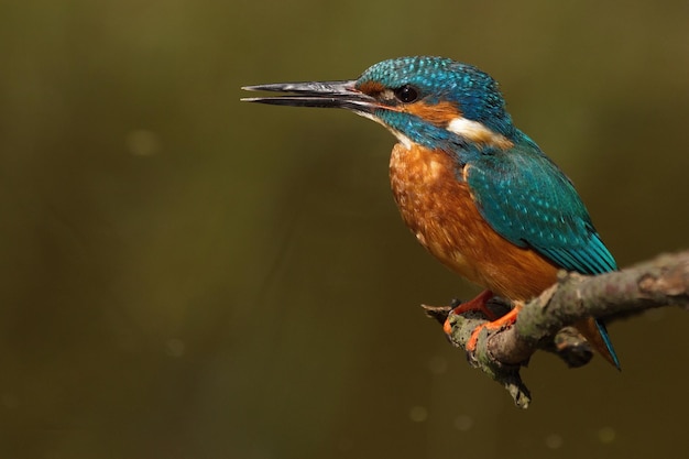 Foto kingfisher appoggiato su un ramo