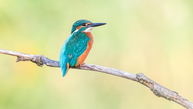 kingfisher vogel op een tak