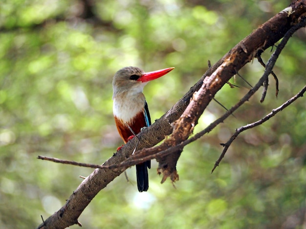 Foto kingfisher la fauna selvatica in africa safari