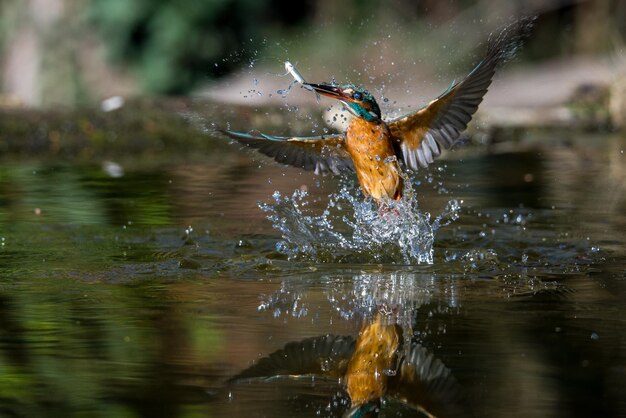 Foto kingfisher con pesci nell'acqua che schizza il becco