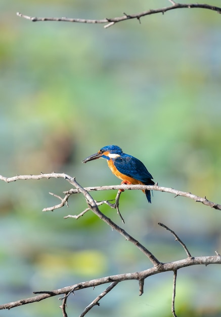 Kingfisher with a small catch birds perch on a bare tree branch above the lake