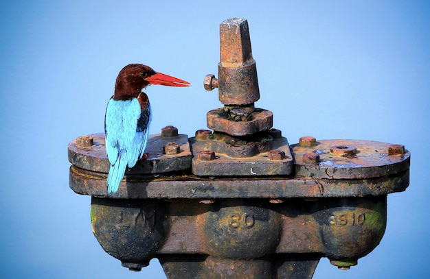 Foto kingfisher zit op die pijpklep.