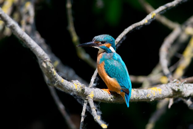 Kingfisher