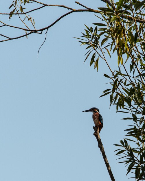 Kingfisher