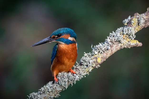 Photo kingfisher