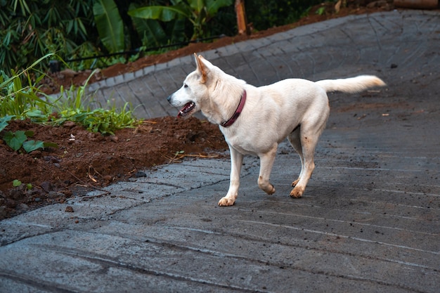 A Kintamani dog jogged on the incline.