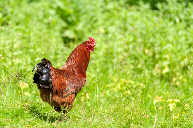 Kip close-up op de boerderij. kip op groen gras background