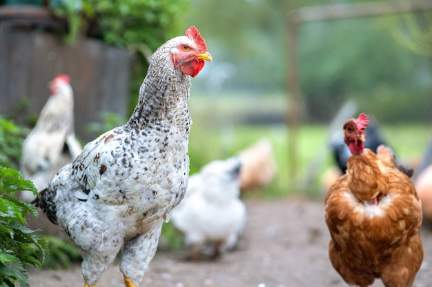 Kip die op traditioneel landelijk boerenerf voedt. Kippen op boerenerf in eco-boerderij. Vrije uitloop pluimveehouderij concept.