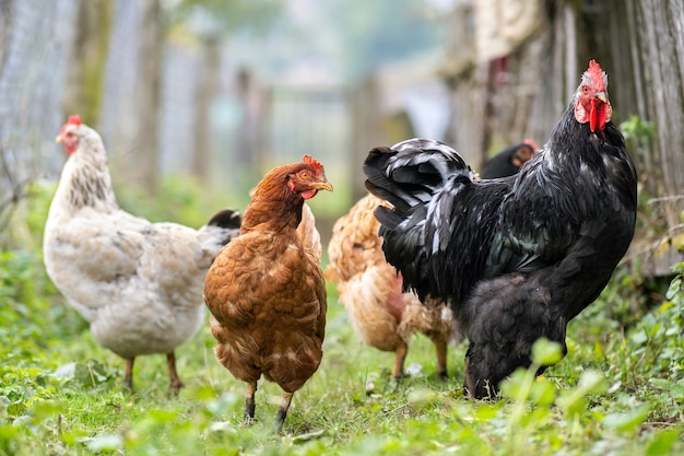 Kip die op traditioneel landelijk boerenerf voedt. Kippen op boerenerf in eco-boerderij. Vrije uitloop pluimveehouderij concept.