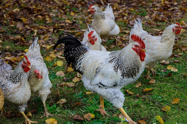 Kip en haan lopen op groen gras