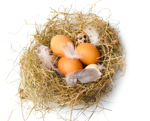 Kip en kwarteleitjes in een nest dat op wit wordt geïsoleerd