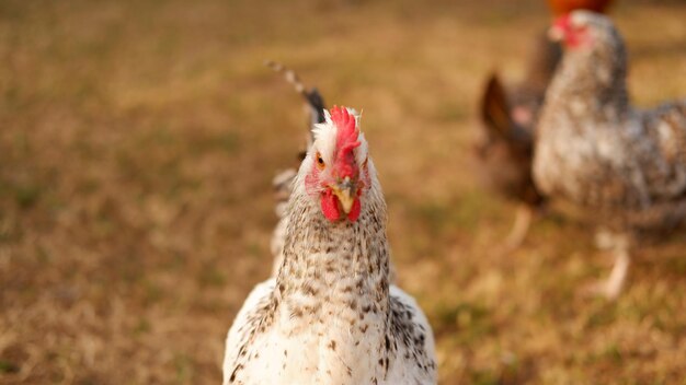 Kip graast op een boerderij in het dorp