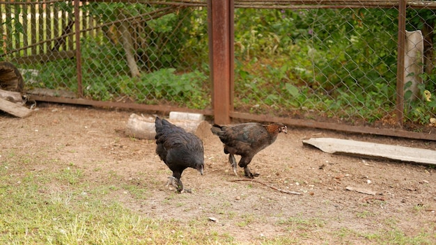 Kip graast op een boerderij in het dorp