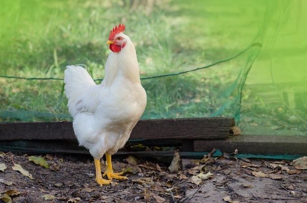 Kip in bio boerderij Vrije uitloop kip op het erf Kip in een natuurlijke omgeving