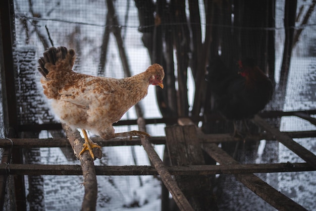 Kip in de Boerderij