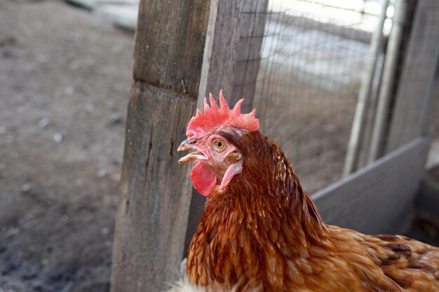 Kip in de kippenboerderij Biologisch pluimveehuis