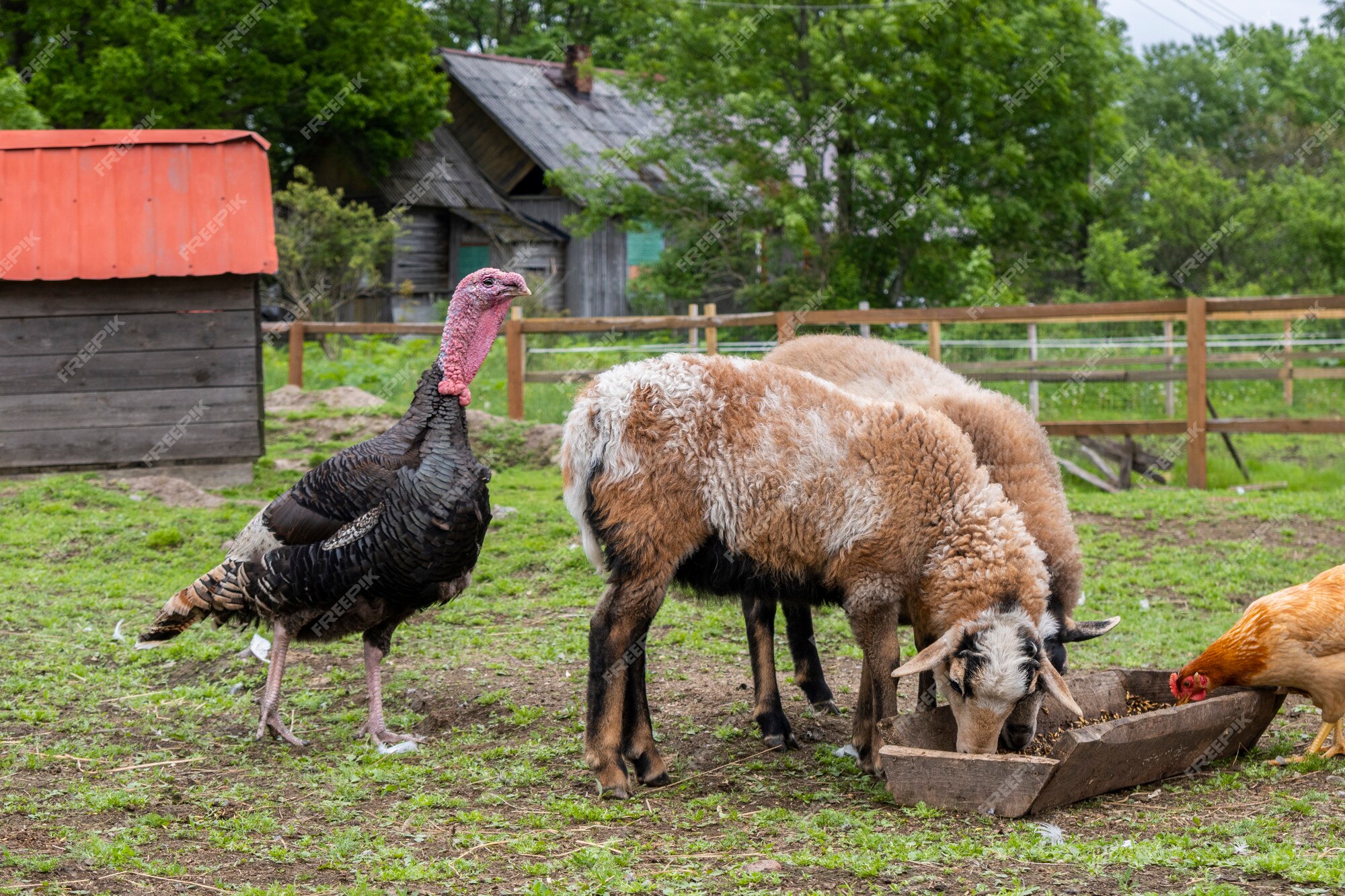 soort Blauw Calamiteit Kip, kalkoen en schapen grazen in de tuin op groen gras | Premium Foto