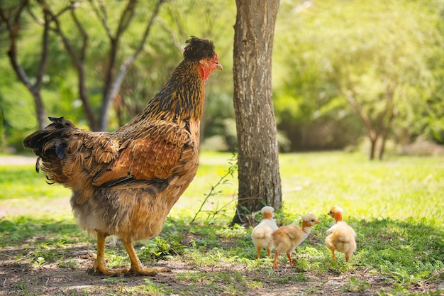 Kip met kuikens op landelijke boerderij