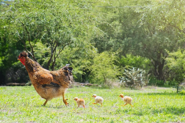 Kip met kuikens op landelijke boerderij