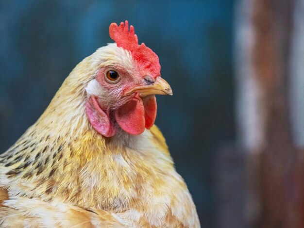 Kip met lichte witte en oranje veren close-up in profiel op een donkere achtergrond