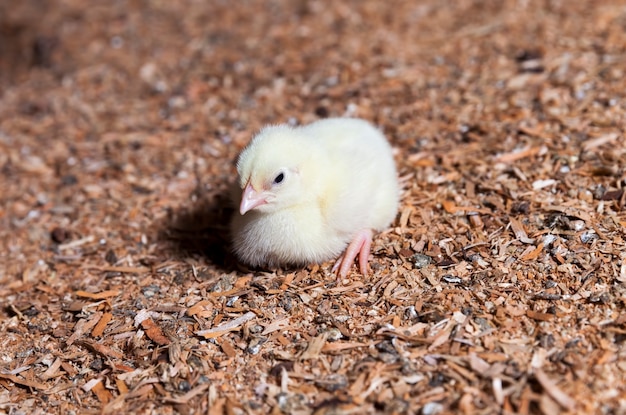 kip op de pluimveehouderij