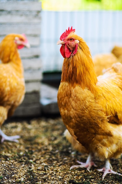 Kip op een boerderij