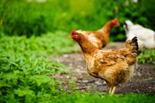 Kip op een boerderij