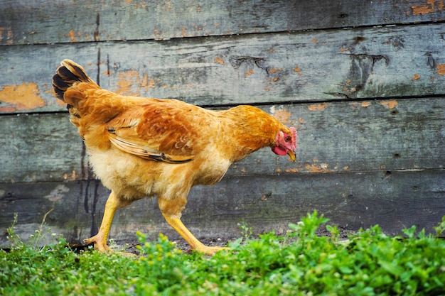 Kip op een boerderij