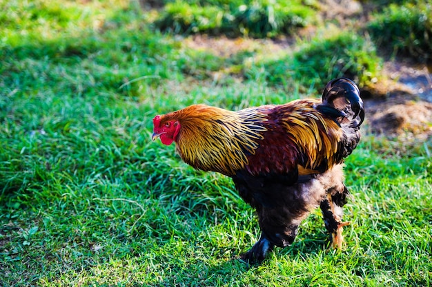 Foto kip op een boerderij