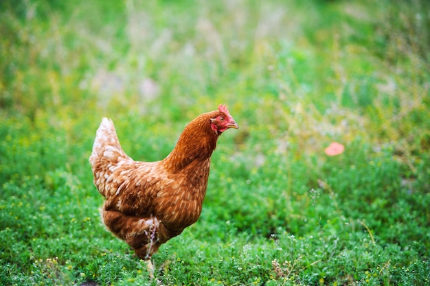 Kip op een boerderij