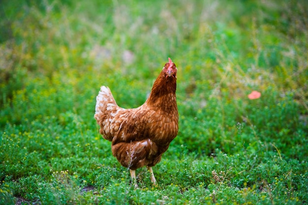 Kip op een boerderij