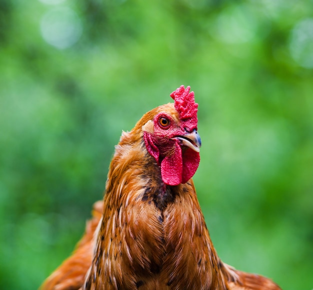 Kip op een boerderij