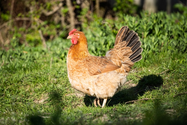 Kip op een groene weide close-up de kip staat op het gras en kijkt in de verte