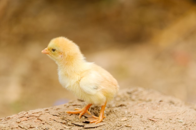 Kip pasgeboren status op onduidelijk beeldachtergrond