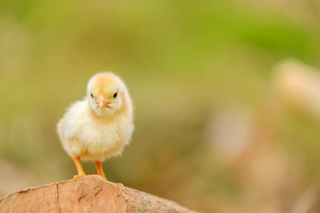 Kip pasgeboren status op onduidelijk beeldachtergrond