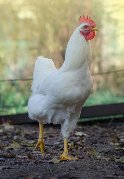 Kip rust in de tuin Mooie witte kip buiten