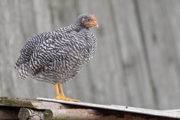 Kip staat en kijkt naar de tuin