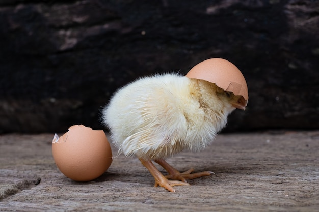 Kip uit een ei en een eierschaal op oude houten oppervlak