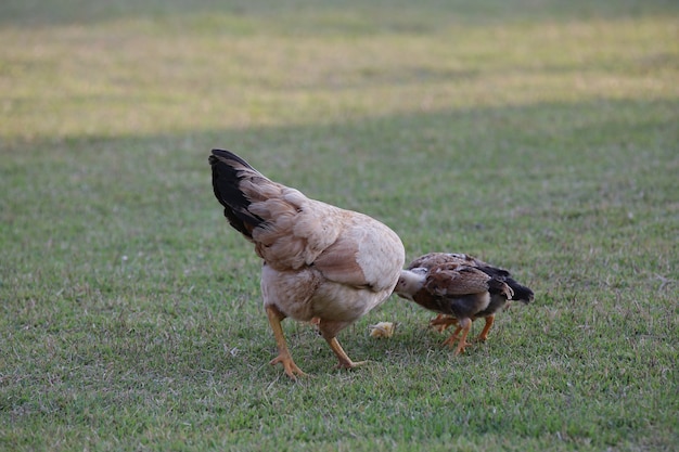 Kippen die struiken van verschillende soorten en maten eten op het gras in het veld