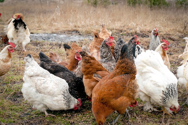 Kippen en haanvoer in een landelijk boerenerf Kuikens kruipen in de achtertuin van de ecofarm-weide pluimveehouderijconcept kippenhok