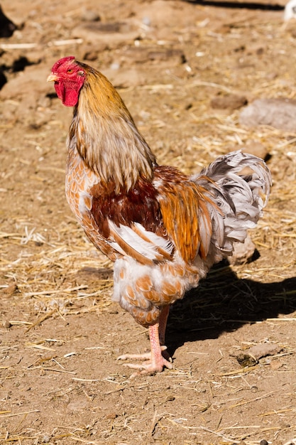 Kippen gratis op biologische boerderij.