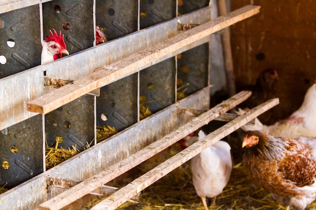 Kippen gratis op biologische boerderij.