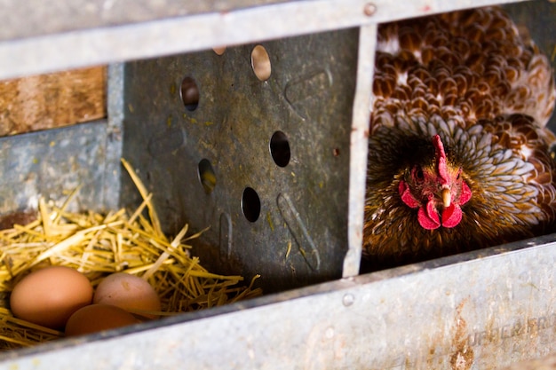 Kippen gratis op biologische boerderij.